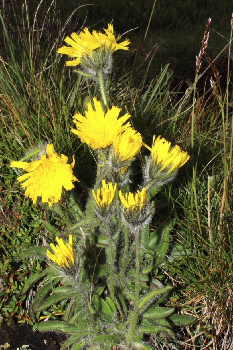 Hieracium ?? da determinare